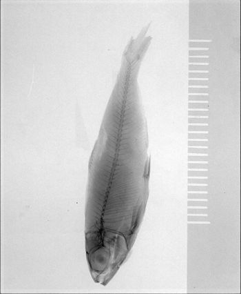 Media type: image; Ichthyology 20862   Description: Photograph of preserved specimen;